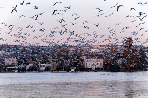 Expo 2026 - Nature en ville