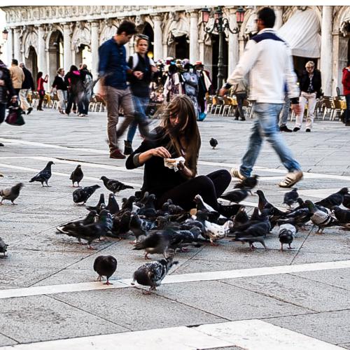 Catherine Gauchey : Pigeons (Venise)