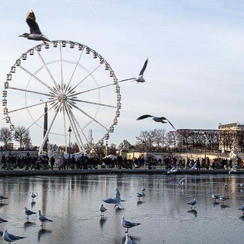 Catherine Gauchey : Grande roue des Tuileries (Paris)