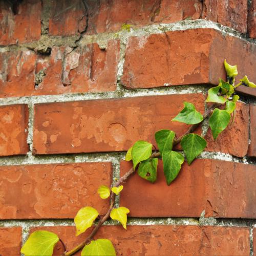 Valérie GONDOUIN : La nature fait son chemin