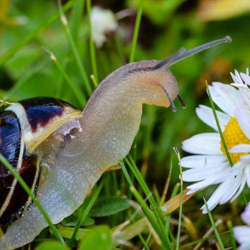 Christine DONAIRE : Petit escargot