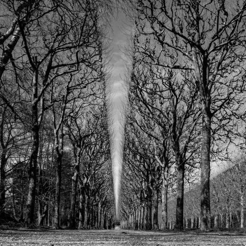 Isabelle DEVAUX : Une belle allée d'arbres (Parc de Sceaux)