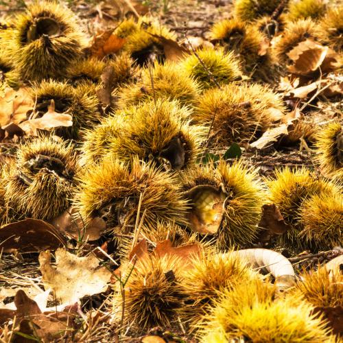 Alain LANCOU : Sol bogué (Montmorency)