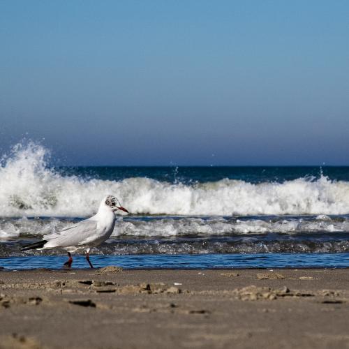 Franck CESARIN : Bonjour (Berck sur Mer)