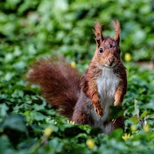 Isabelle DEVAUX : Pti roux (Parc de Sceaux)