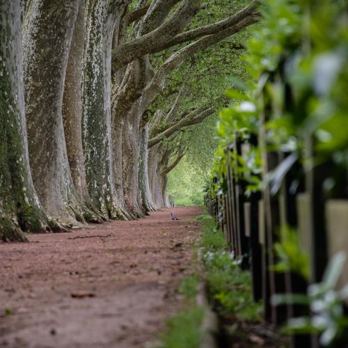 Mohamed BARKA : Le chemin (Quai de la Vienne – Chinon)