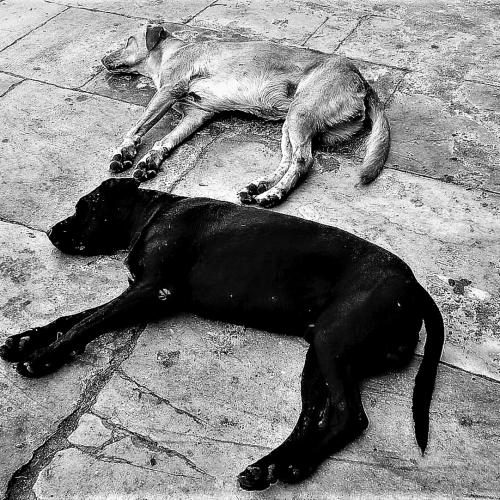 Pierre TRAN VAN NHIEU : Black and White (Crète)