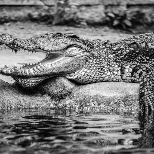 Robert PARATRE : Grosse faim !