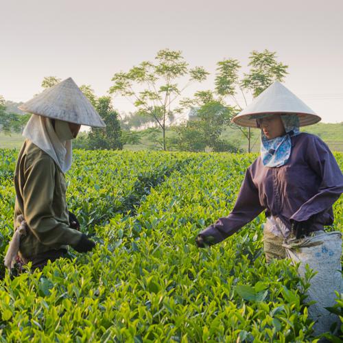 Catherine GAUCHEY : Paysage des thés