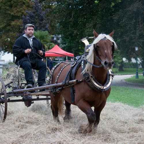 Yves GELAS : Fenaison (Margency)