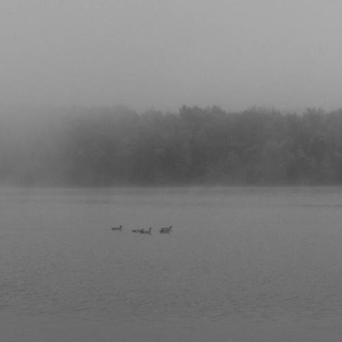 Michel HAASZ - Canards dans la brume