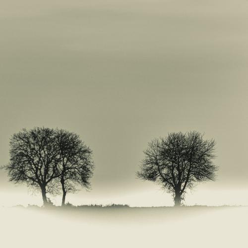 Jean-Marie PERDRIAL : Arbres dans la brume (Donzy - Nièvre )