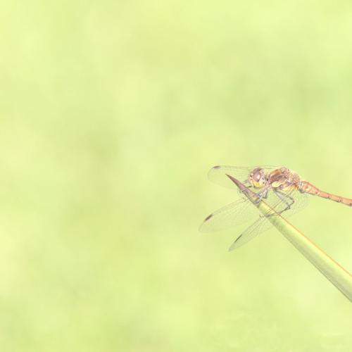 Brigitte FRUITIER : Tout en finesse