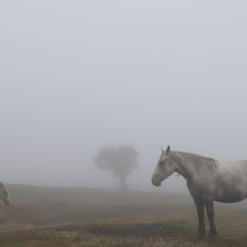 Françoise MONTAUD : Bêtes dans le brouillard (2)