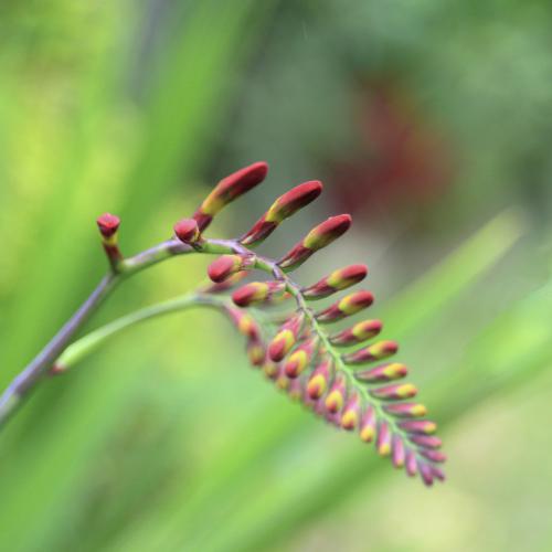 Michel HAASZ : Fleur rouge