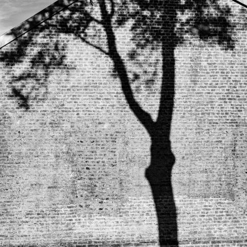 Dominique POTEVIN : Projection (Montreuil-sur-mer)