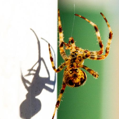 Michel BALOCHE : Epeire diadème