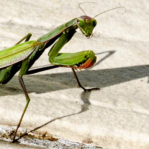 Michel BALOCHE : Mante religieuse