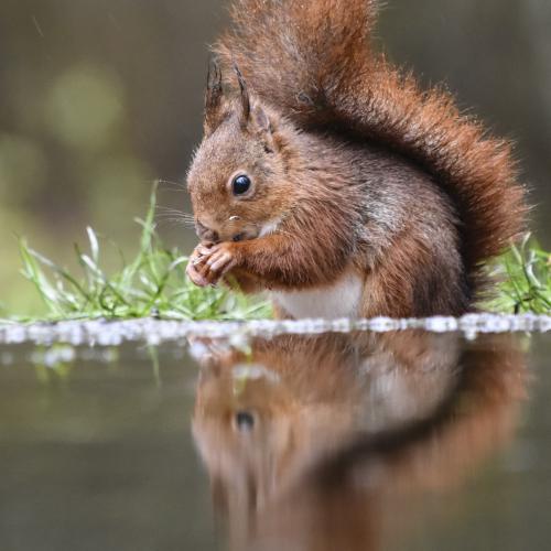 Christine DONAIRE - Le petit roux