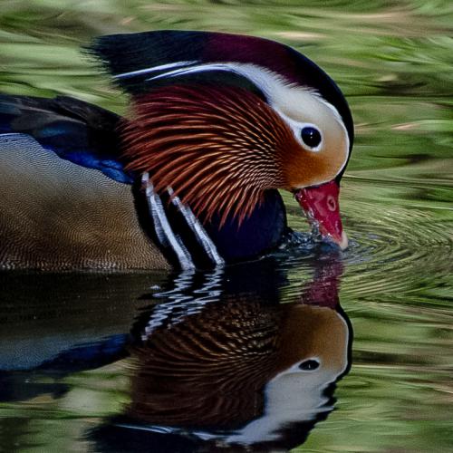 Isabelle GRANIER - Beau mandarin
