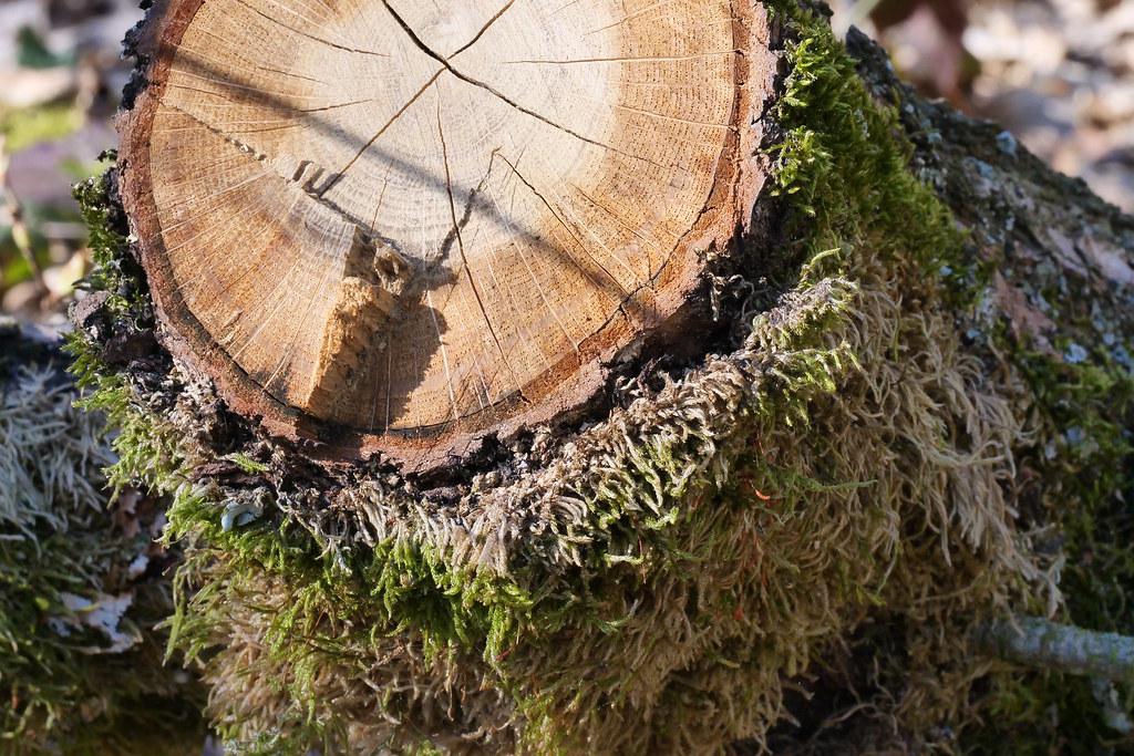 La souche et la mousse