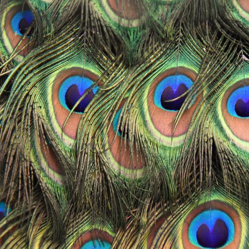 Brigitte FRUITIER - Mosaïque vivante