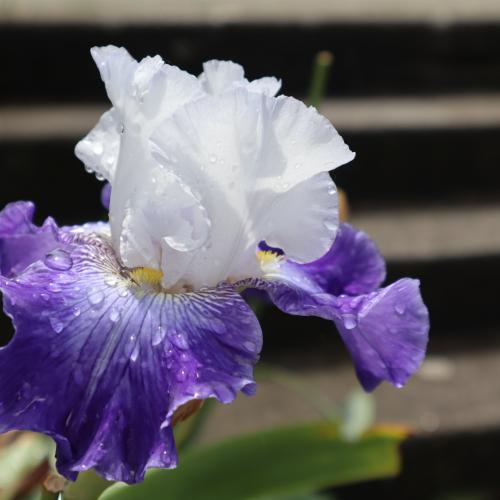 Françoise MONTAUD - Rosée du matin