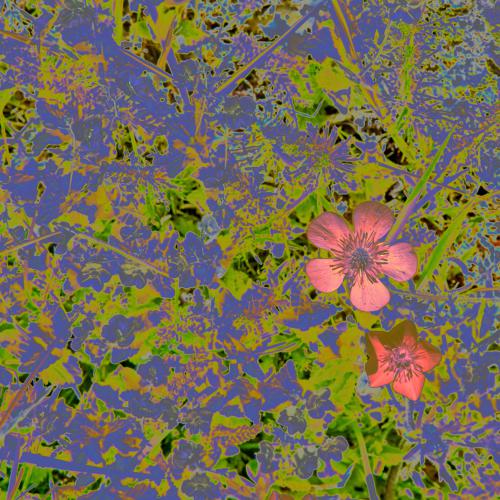 Henri GARRETA - Murmures du pré