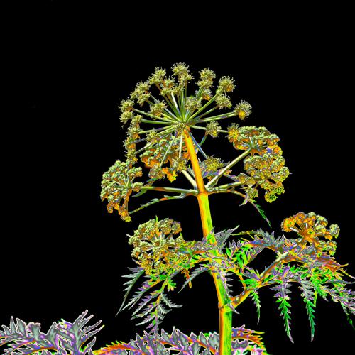 Henri GARRETA - Fluorescence dans l'ombre