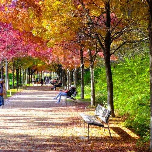 Jean-Pierre EVEN - Printemps japonais à Paris