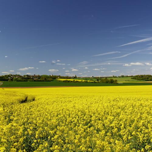 Michel HAASZ - Champs de colza