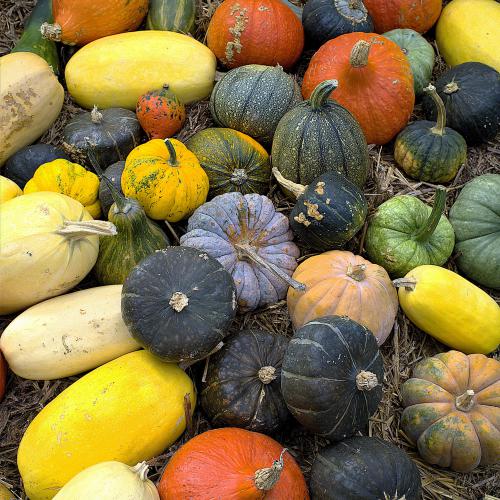 Pierre TRAN VAN NHIEU - Saveurs d'automne - Eaubonne