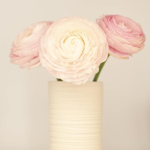 Rose-Marie LIEVROUW - Renoncules