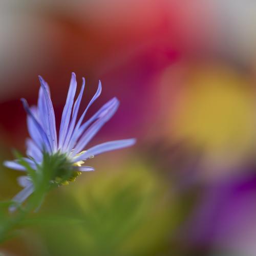 Rose-Marie LIEVROUW - Flower power