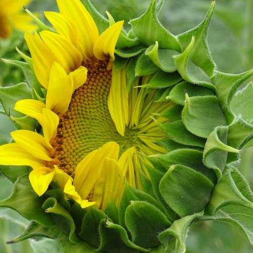 Serge DOUBRE - Hélianthe et soleil