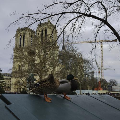 Yannick LE FLOCH - Couple de Notre-Dame